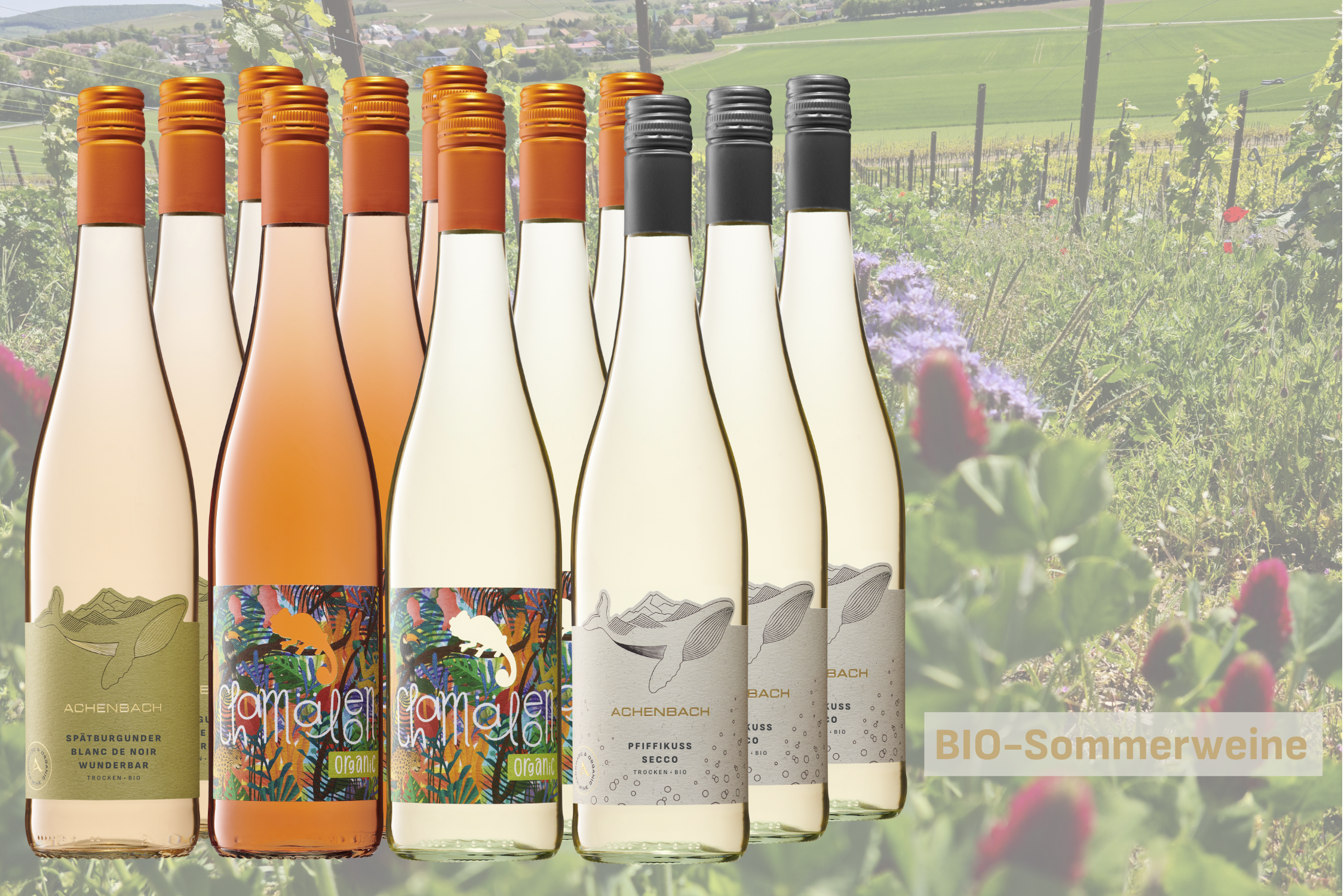 Angebot Sommerweine - BIO